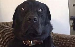 Image result for Black Lab Dog Memes