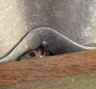 Image result for Rats in Home Gutter