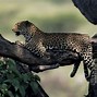 Image result for Arabic Leopard