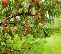 Image result for Chick-fil a Peach Orchard