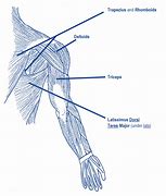 Image result for Back and Arm Muscle Diagram