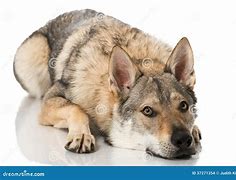 Image result for Chez Wolf Dog