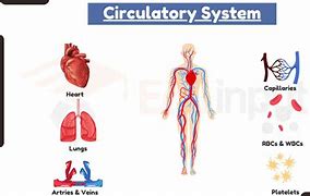 Image result for Circulatory System Diagram KS4