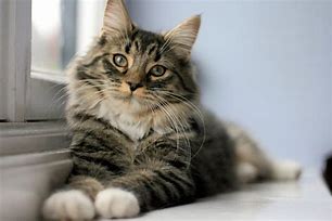 Image result for Black and Brown Tabby Cat