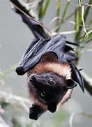 Image result for Male Fruit Bat