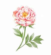 Image result for Peony Bush Vector