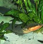 Image result for Electric Eel