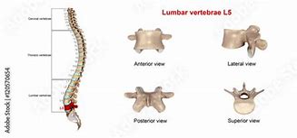 Image result for L5 Lumbar Vertebrae