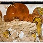 Image result for Aker Deity Lions