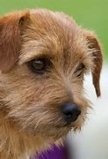 Image result for Terrier Dog Breeds List