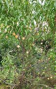 Image result for Identify Peach Tree