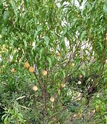 Image result for How to Identify a Peach Tree