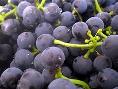 Image result for Yeast On Grapes