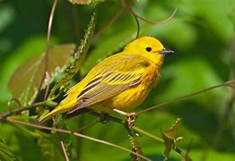 Image result for Small Michigan Birds