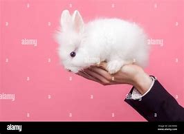 Image result for Cute Fluffy Rabbits