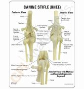 Image result for Canine Knee Anatomy