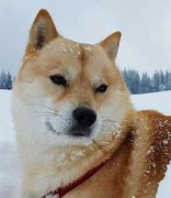 Image result for Doge Sad Aviation