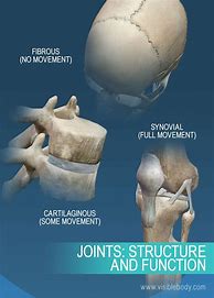 Image result for Human Body Joints