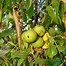 Image result for Walnut Tree ID