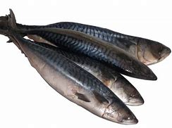 Image result for Japanese Mackerel