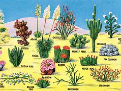 Image result for Desert Plants and Animals for Kids