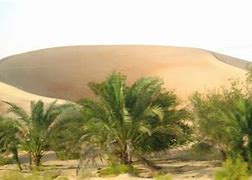 Image result for UAE Desert Plants