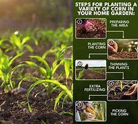 Image result for Planting Corn Seeds