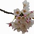 Image result for Cherry Blossom Single Flower Clip Art