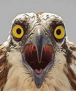 Image result for Shocked Hawk