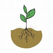 Image result for Roots ClipArt