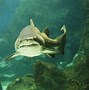 Image result for Shark Tail Pet