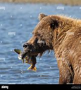 Image result for Bear with Fish