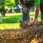 Image result for Plant Boxwood Shrubs