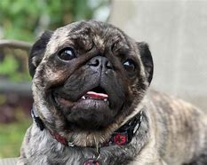 Image result for Pug Puppies Brindle