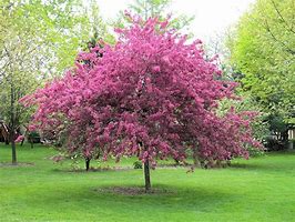 Image result for Ornamental Trees for Landscaping