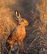 Image result for Scottish Hare Colours