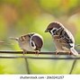 Image result for Flock of Sparrows