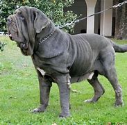 Image result for Grate Mastiff