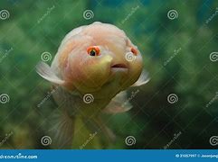 Image result for Newborn Baby Fish