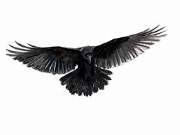 Image result for Raven Flying Drawing