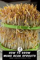 Image result for Grow Mung Bean Sprouts at Home