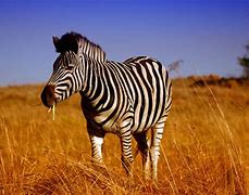 Image result for Rietvlei Nature Reserve South Africa