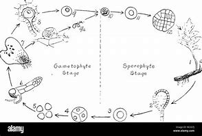 Image result for A Diploid Sporophyte