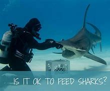 Image result for Feeding Sharks in Aquarium