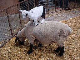 Image result for Funny Baby Goats