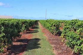 Image result for Tim Valentine Coffee Farm Hawaii