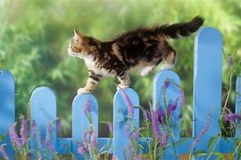 Image result for 3 Spring Cat Wallpaper