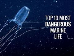 Image result for Dangerous Sea Life