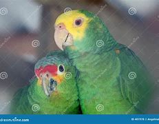 Image result for Parrot Love Birds