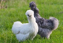 Image result for Silkie Chicken Feet